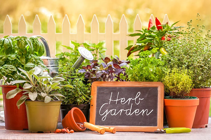 Grow Your Own Herbs: A Simple Guide to Fresh Kitchen Flavors